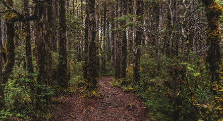 Obraz premium lush forest with path covered by trees