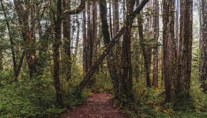 Fototapeta premium lush forest with path covered by trees