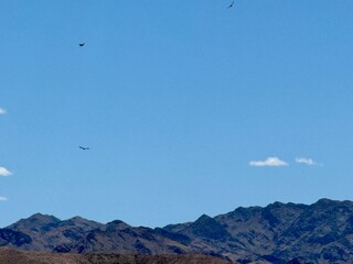 huge eagles fly over the wild desert of Las Vegas