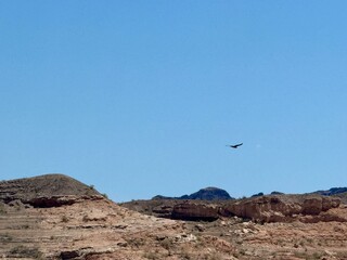 huge eagles fly over the wild desert of Las Vegas