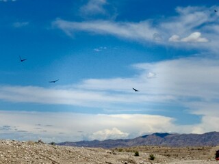 huge eagles fly over the wild desert of Las Vegas