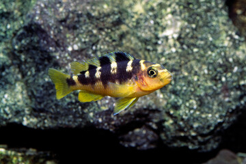 カエルレウス　アフリカンシクリッド