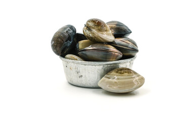 Closed up fresh baby clams, venus shell, shellfish, carpet clams, short necked clams, as raw food from the sea are the seafood ingredients. fresh clams Background. seafood.Isolated on white background