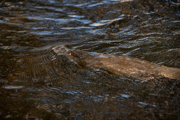 Platypus of Tassie