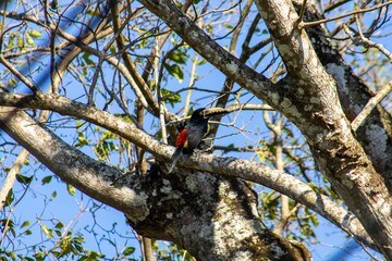 woodpecker on tree