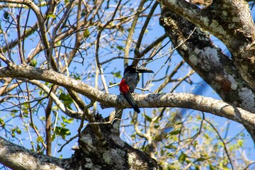 bird on tree