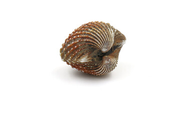 cockles seafood. isolated on a white background. Make clipping path.