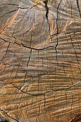 Fototapeta premium Old wooden texture for background that has natural.