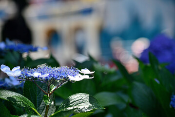 梅雨時に公園で咲く紫陽花