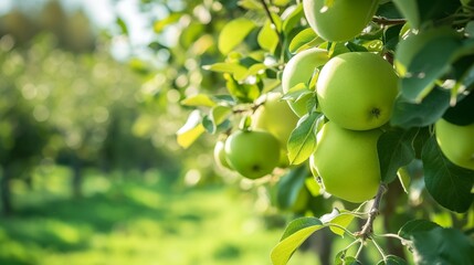 Stunning Apples Displayed 