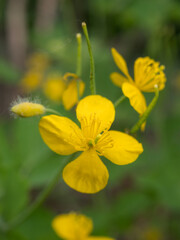 blooming celandine close up