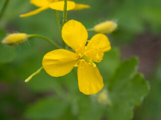 celandine in spring close up