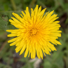yellow dandelion in spring close up