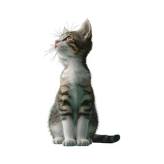 Fototapeta premium A cute young tabby cat sits alone on a white background