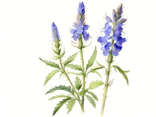 Naklejka premium Bugloss Flower Watercolor Plant Nature Art