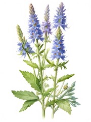 Fototapeta premium Bugloss Flower Watercolor Plant Nature Art