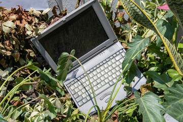 A laptop is laying on the ground in a field of plants
