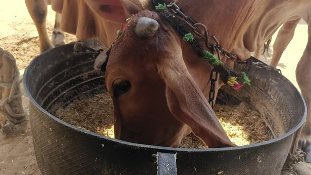 Zebu breed cows eating fodder together. Indian sahiwal cattle eating.