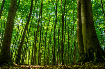 Obraz premium ブナの美人林