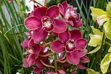 A bunch of red flowers with white spots are in a garden
