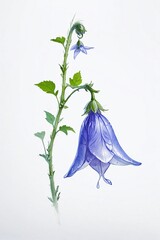 close-up shot of a single delicate blue campanula flower against a pristine white background - obrazy, fototapety, plakaty