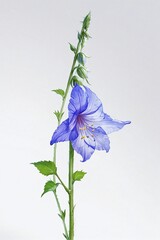 close-up shot of a single delicate blue campanula flower against a pristine white background - obrazy, fototapety, plakaty