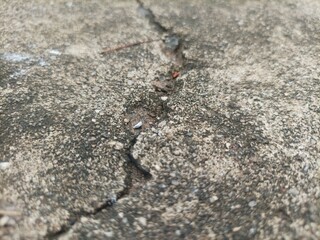 ant on the ground