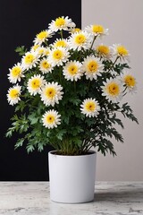 a potted chrysanthemum plant positioned on a white surface, with lush green foliage and clusters of colorful blooms