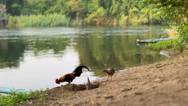 chicken walking near river stream view