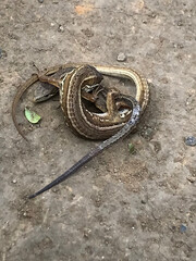 ニホンカナヘビの交尾