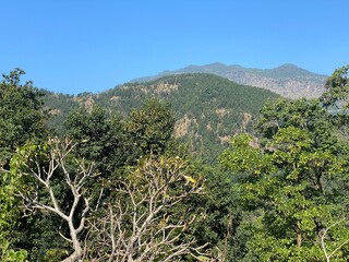 beautiful,bird,vegetable,fruit,yellow,bean