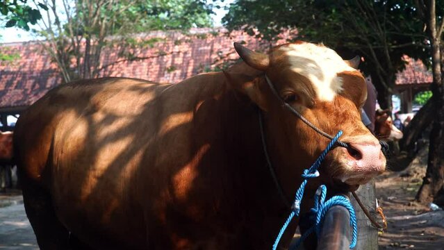 Brown cow tied up at Animal Market. Focus selected on head, Background blur