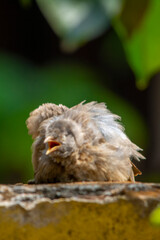 Yellow billed babbler