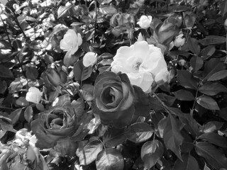 モノクローム写真の薔薇