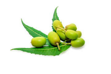 Medicinal neem leaves with fruits over white background