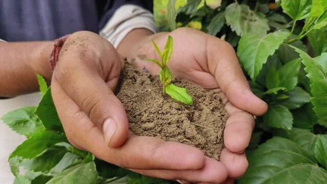 Sprouting plant in hands of a man concept of environment conservation and save trees