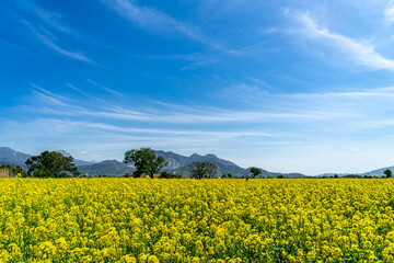 Obraz premium 千曲川菜の花畑