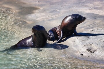 Obraz premium New Zealand