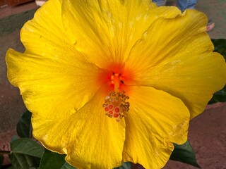 orange flower on a green background