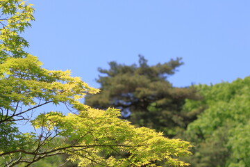 Obraz premium Young leaves and beautiful blue sky in May
