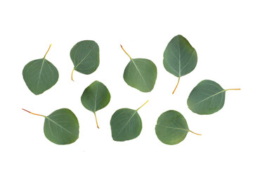 Fresh leaves of eucalyptus in petri dishes on white background.