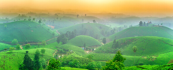 Tea plantation with morning mist at Long Coc mountain, Phu Tho province, green tea farm at sunrise in Vietnam.