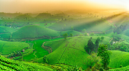 Tea plantation with morning mist at Long Coc mountain, Phu Tho province, green tea farm at sunrise in Vietnam.