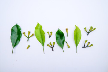 photo of cloves and fresh green leaves isolated on white background. also called cengkih or cengkeh