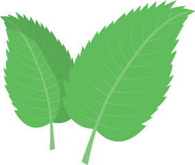 Fresh mint leaf. Vector menthol healthy aroma. Herbal nature plant. Spearmint green leafs.