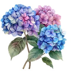 Hydrangeas are known for their large, showy clusters of flowers that come in a range of colors, including white, pink, blue, and purple