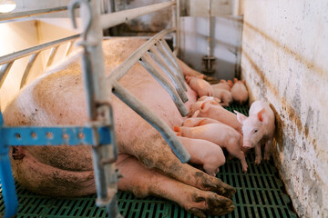 Little piglet walks past a flock of piglets suckling the breast of a sow in a pen