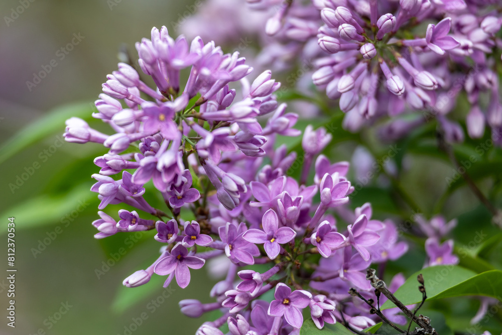 Canvas Prints full frame macro abstract texture background of flower buds and blossoms emerging on a chinese lilac