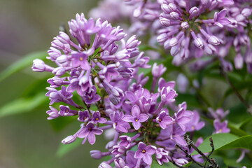 Full frame macro abstract texture background of flower buds and blossoms emerging on a Chinese lilac bush (syringa chinensis)
