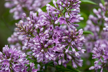Full frame macro abstract texture background of flower buds and blossoms emerging on a Chinese lilac bush (syringa chinensis)